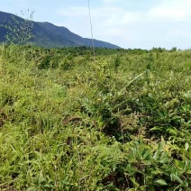 山地