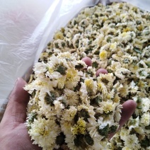 黄山贡菊，金丝皇菊