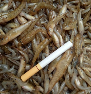 [山根鱼批发]山根鱼价格13.00元/斤 - 一亩田