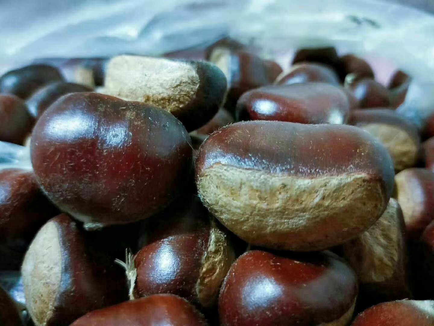 光学显微镜下放大200倍的莒南油栗仁横切面图像,显示淀粉颗粒密集排列,细胞壁厚实,胞间隙小,油滴分布在薄壁组织中,呈现典型的高油脂储存特征 实验室显微镜下莒南油栗仁切片结构