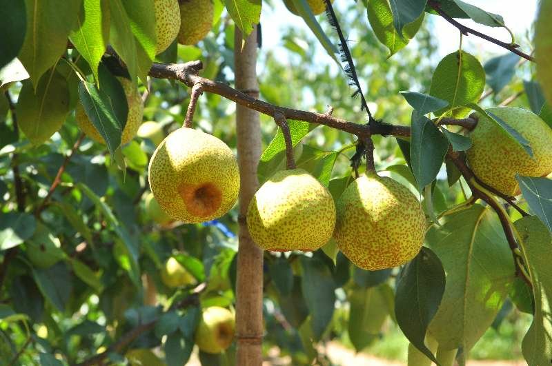 百年莱阳梨树秋季挂果特写