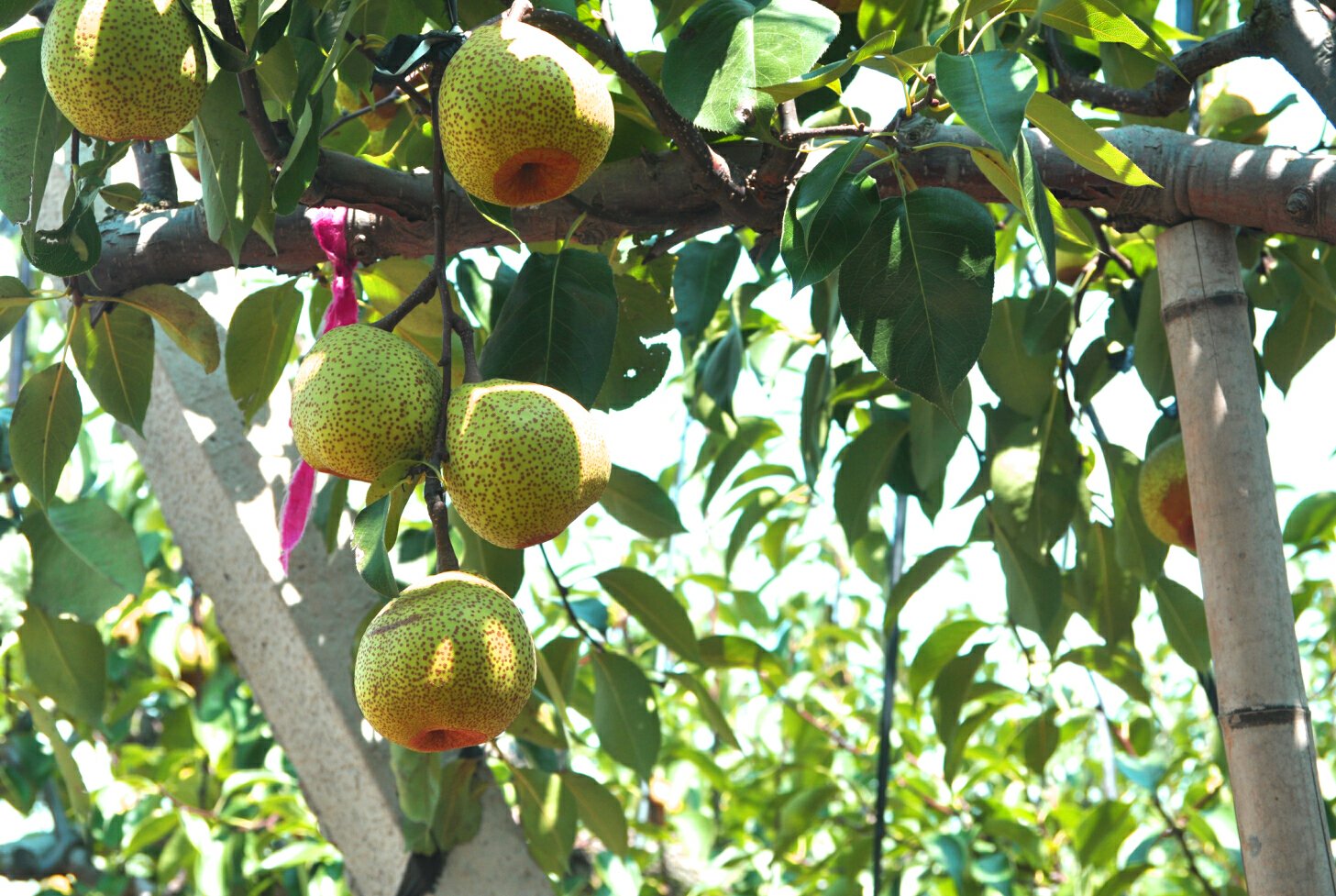 莱阳梨果园全景