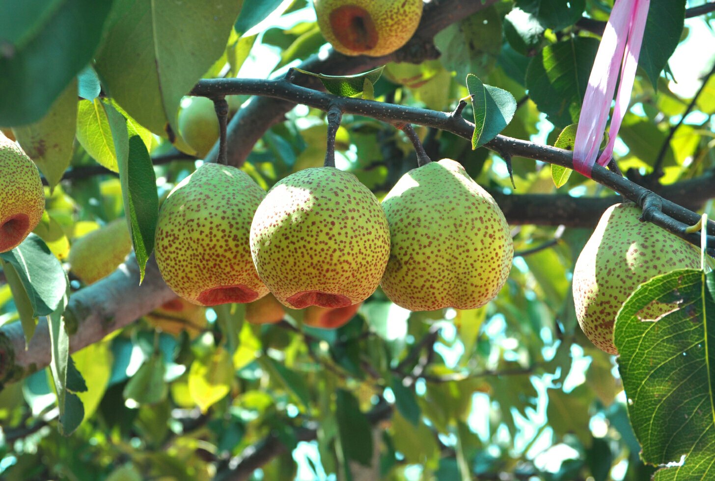 一片绿意盎然的莱阳梨果园,阳光洒在挂满果实的梨树上,成熟的莱阳梨呈黄绿色,表皮略带斑点,枝叶繁茂,背景为典型的丘陵地貌,远处有农民正在采摘 莱阳梨果园全景