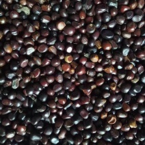 白芍种子菏泽白芍苗菏泽白芍种植技术菏泽芍药苗