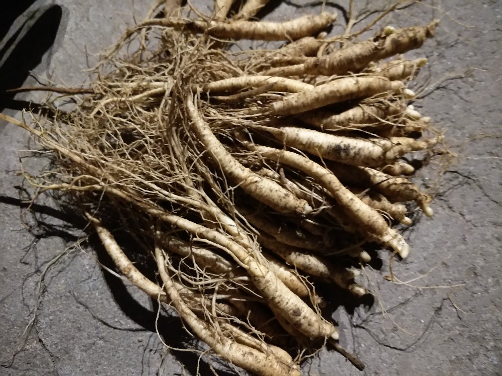 鲜人参晾晒过程全景图