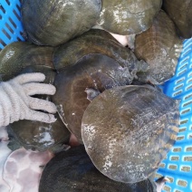 生态甲鱼