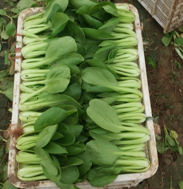 [上海青批发]常年供应,精品上海青,小油菜,对接各大超市,电商,,食堂