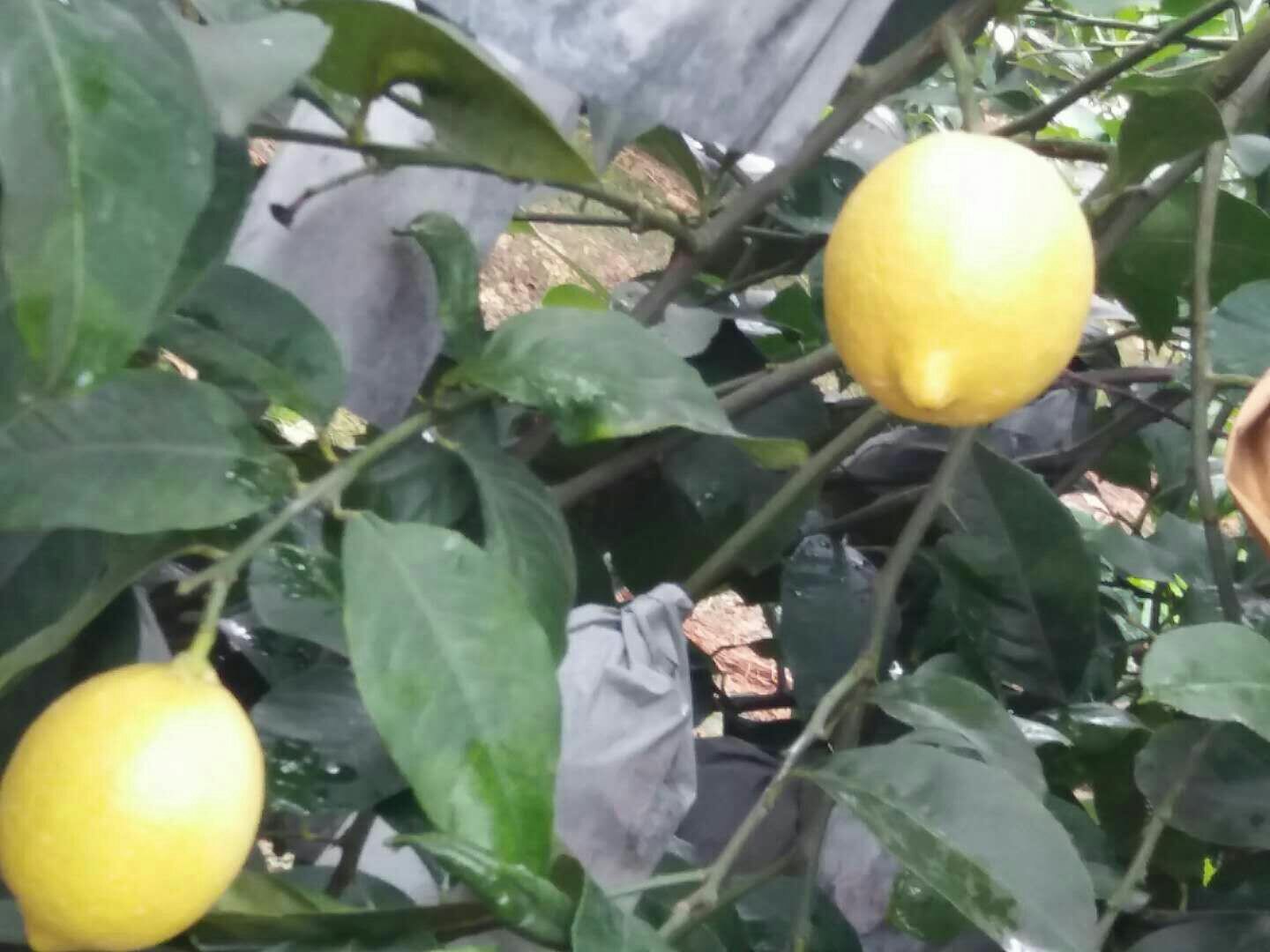 尤力克柠檬树与果实特写