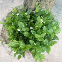 广西两年茉莉花苗带花苞发货纸箱包装发货货好