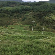 昭通市昭阳区300亩旱地有林地出租