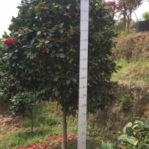 品种茶花地栽树苗花场直销绿化树苗福建产地直销一手货源实地