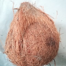 越南毛椰子