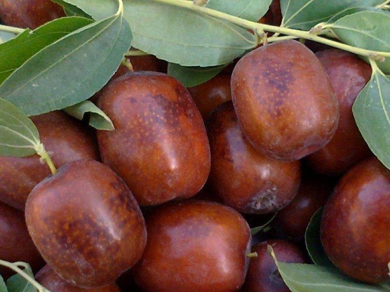 红枣与黑枣植物分类对比图