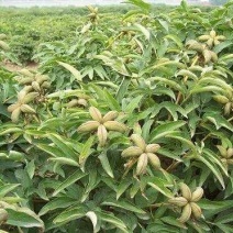 油用牡丹苗凤丹苗牡丹苗基地直销1-3年优选凤丹苗