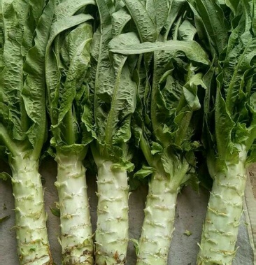 高原夏菜精品小尖叶莴笋50—55公分大量上市