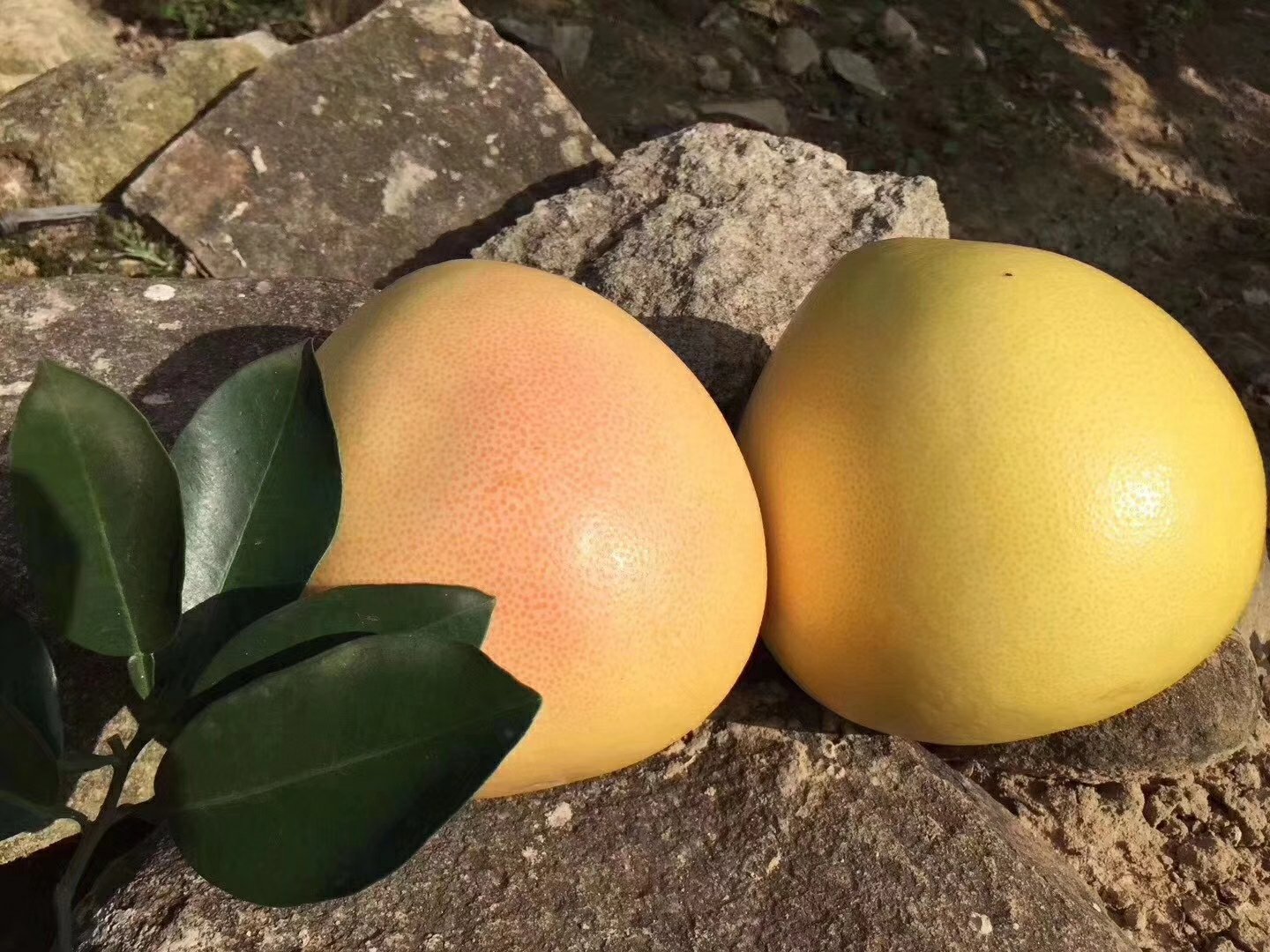 琯溪蜜柚与西柚对比图