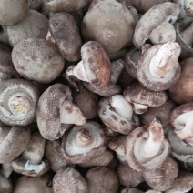 鲜香菇