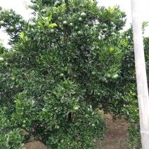 椪柑小青果