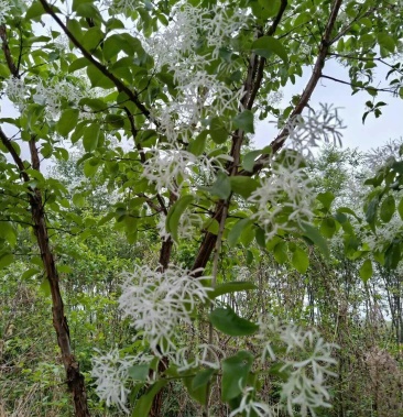 流苏 流苏小苗 宜成活 3-8公分流苏