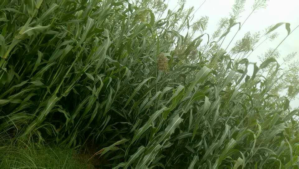 玉米品种对比图