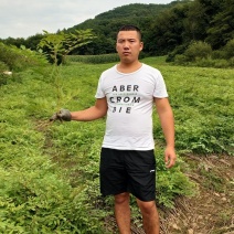 刺嫩芽苗辽宁刺嫩芽苗规格齐全放心苗提供技术
