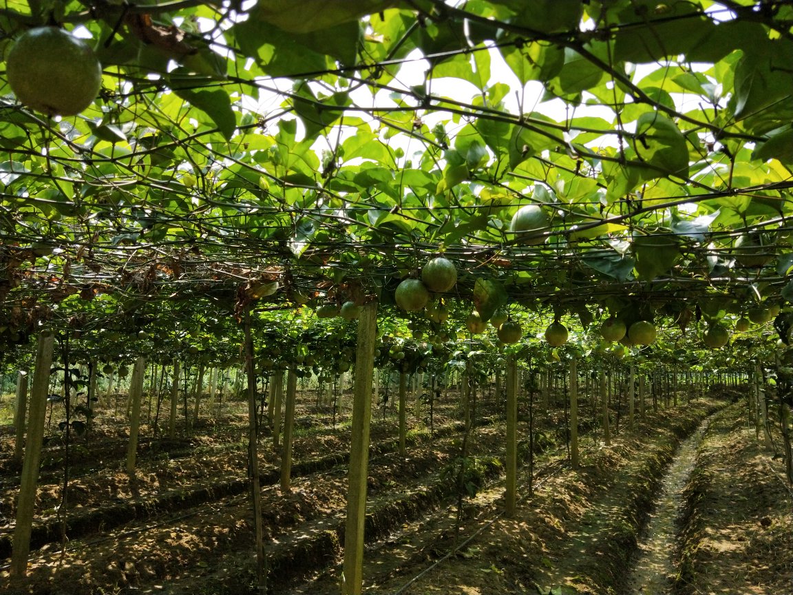 番石榴幼苗标准化种植园区航拍图