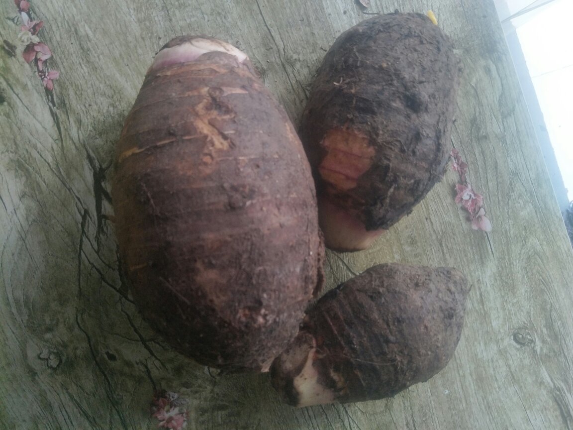 一碗刚出锅的煮熟芋头块,呈乳白色,表面略带光泽,盛放在素色陶瓷碗中,背景虚化的灶台上摆放着酱油瓶和筷子,整体氛围温馨居家 煮熟的芋头盛在白色瓷碗中