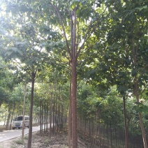 楸树梓树