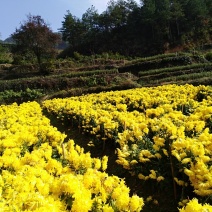 金丝皇菊