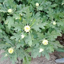 基地直供菊花