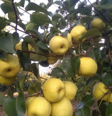 [酥梨批发]半斤以上酥梨 优质酥梨 个大色黄价格1.30元/斤 - 一亩田