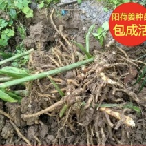 阳荷种子
