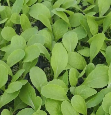 [娃娃菜批发]娃娃菜 娃娃菜苗价格0.10元/棵 - 一亩田