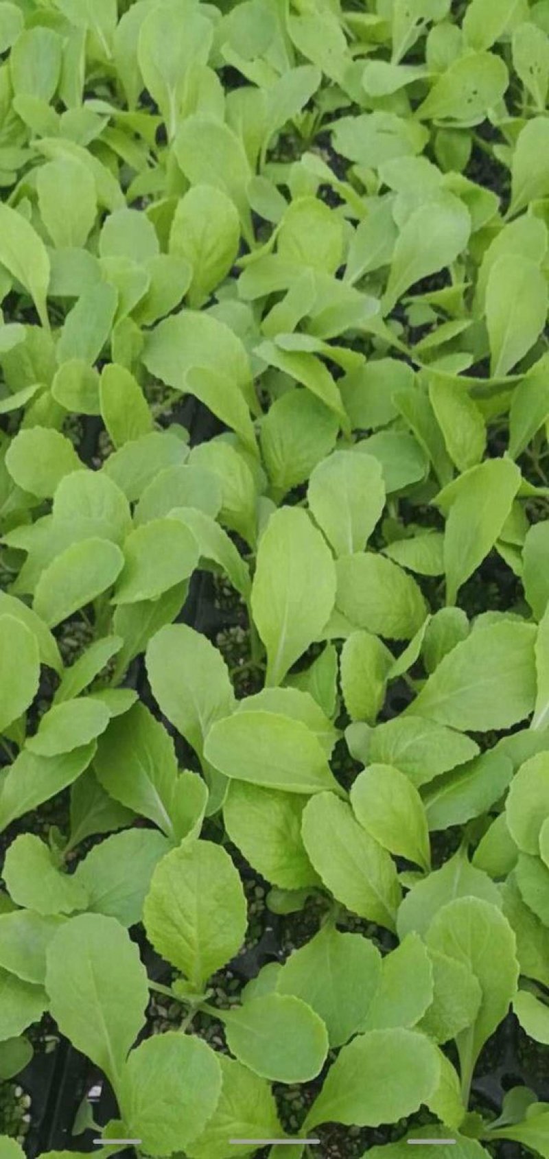 娃娃菜娃娃菜苗