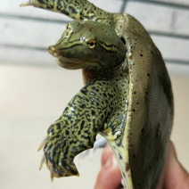 野生甲鱼