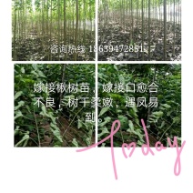 楸树苗