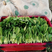 【精选疏菜】鸡毛菜常年供货产地直销