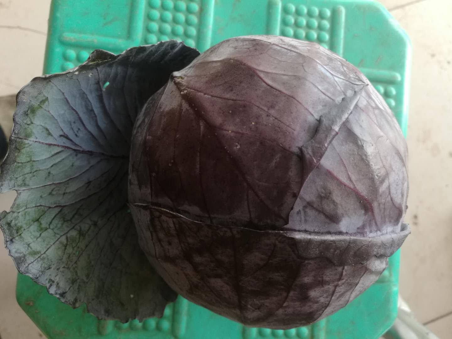 紫甘蓝特写