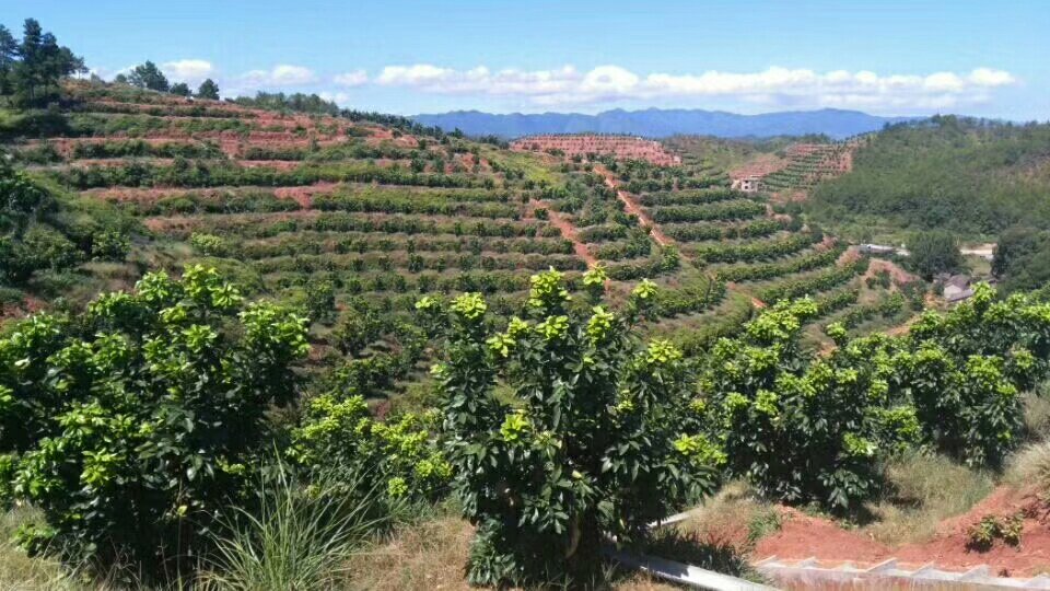 三红蜜柚果园实景