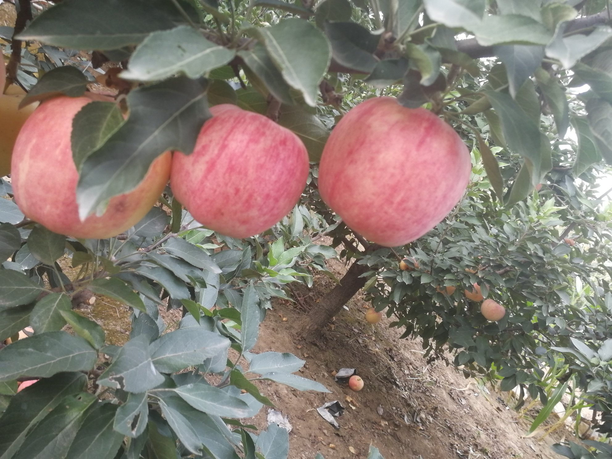 红星苹果植株与果实特写