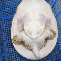 甲鱼