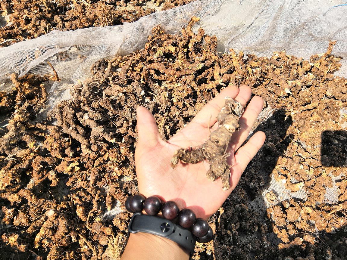 室内加工厂内景,工人正在操作电动切片机处理干燥后的黄白术根茎;工作台上堆放着金黄色的白术原药材,旁边有筛分设备正在运行,墙上张贴‘白术片加工工艺流程图’;空气中可见轻微粉尘,体现真实生产环境 黄白术干燥与切片加工场景