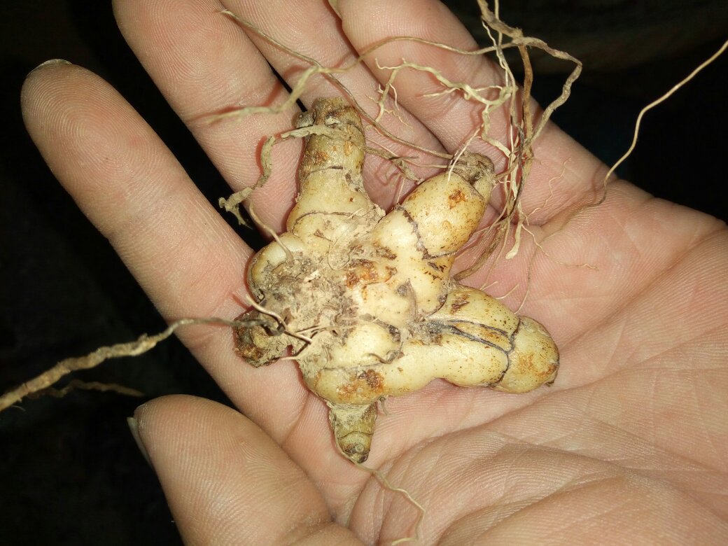 白芷过敏反应示意图