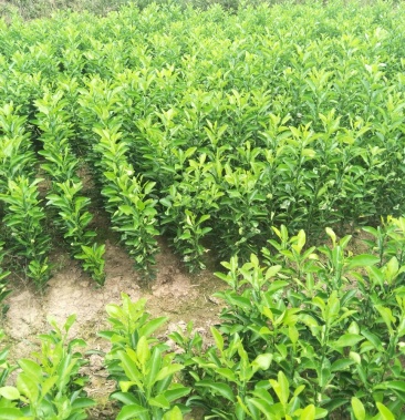 [香橼批发]香橼价格0.60元/棵 - 一亩田