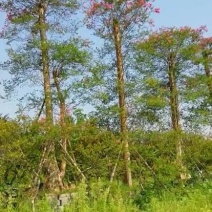 紫薇18~20cm4米以上3米以上