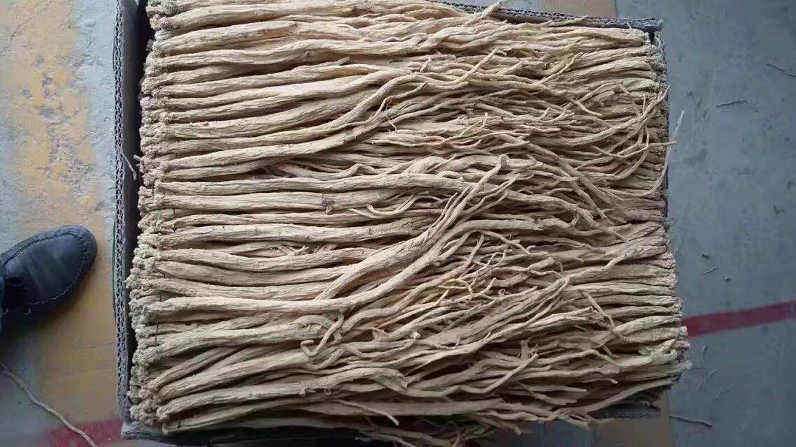 左侧为白条党参植株,茎较粗壮,叶片宽大;右侧为纹党参(素花党参)植株,茎细长,叶片卵形至披针形,花冠淡黄绿色带紫色斑点,典型特征为花萼裂片较长。背景为甘肃文县山区种植基地实景 白条党参与纹党参植株对比图