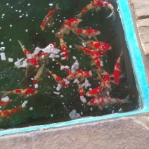 七年锦鲤养殖场