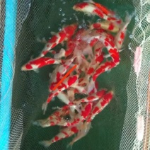 锦鲤一斤左右包池优惠