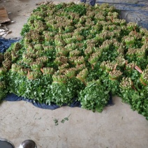 河北大叶香菜质量好对接全国量大从优价格美丽质量好