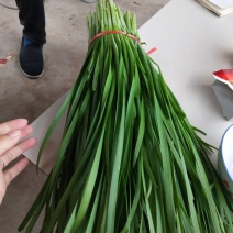 大量韭菜